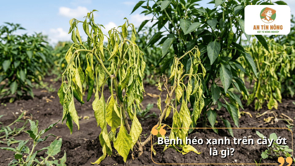 Cây ớt bị bệnh héo xanh trong ruộng với nhiều cây có biểu hiện héo rũ nghiêm trọng.
