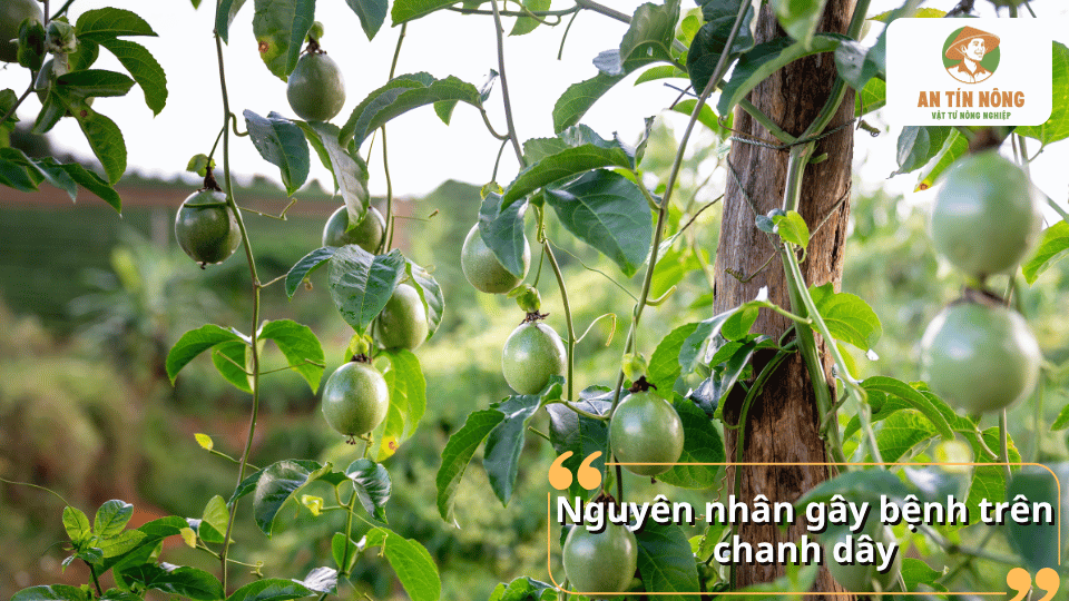 Nguyên nhân gây bệnh trên cây chanh dây và những dấu hiệu bệnh thường gặp trên cây
