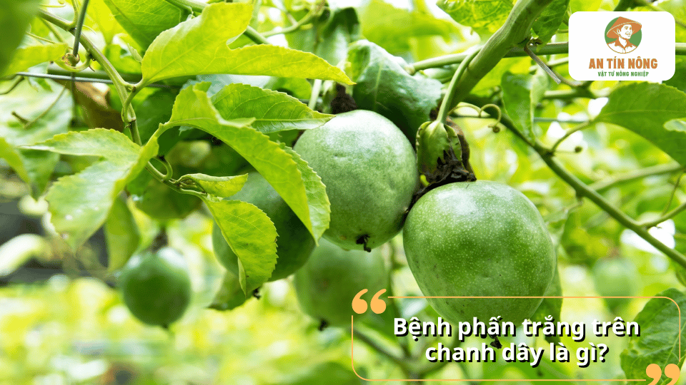 Cây chanh dây đang sinh trưởng với nhiều quả xanh và lá phát triển trong vườn.