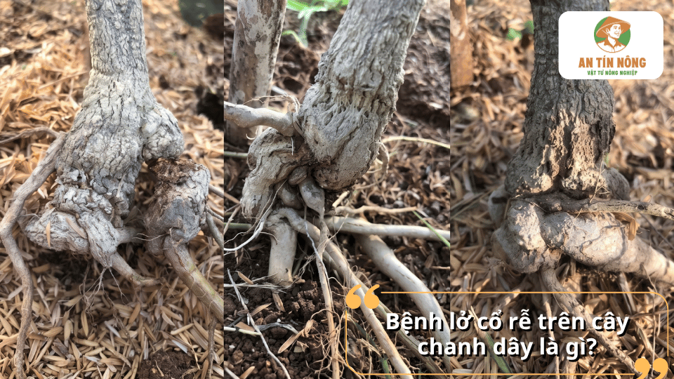 Hình ảnh bệnh lở cổ rễ trên cây chanh dây với phần gốc và rễ bị tổn thương.