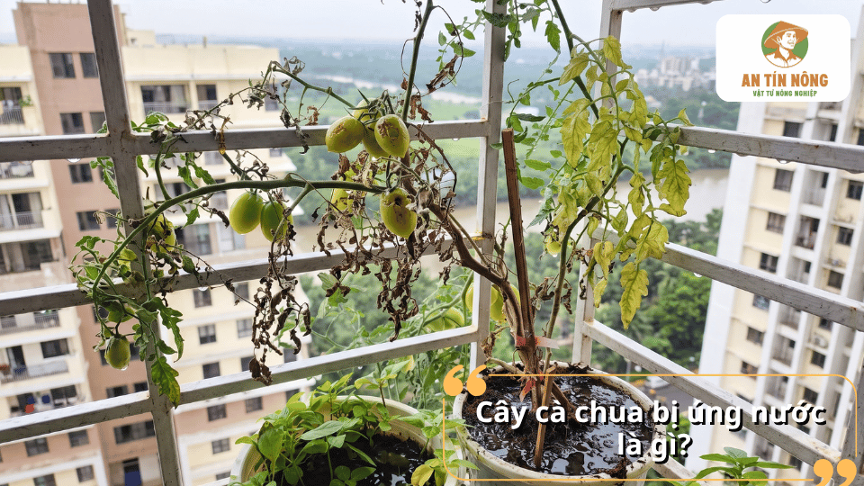 Cây cà chua trồng trên ban công bị ngập nước, lá vàng héo và thân suy yếu
