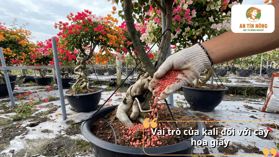 Vai trò của phân kali đối với sự sinh trưởng và khả năng ra hoa của cây hoa giấy.