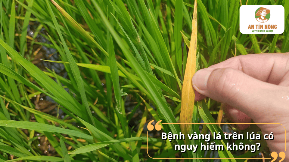 Cận cảnh cây lúa có lá chuyển vàng, minh họa dấu hiệu nhận biết bệnh vàng lá trên lúa.