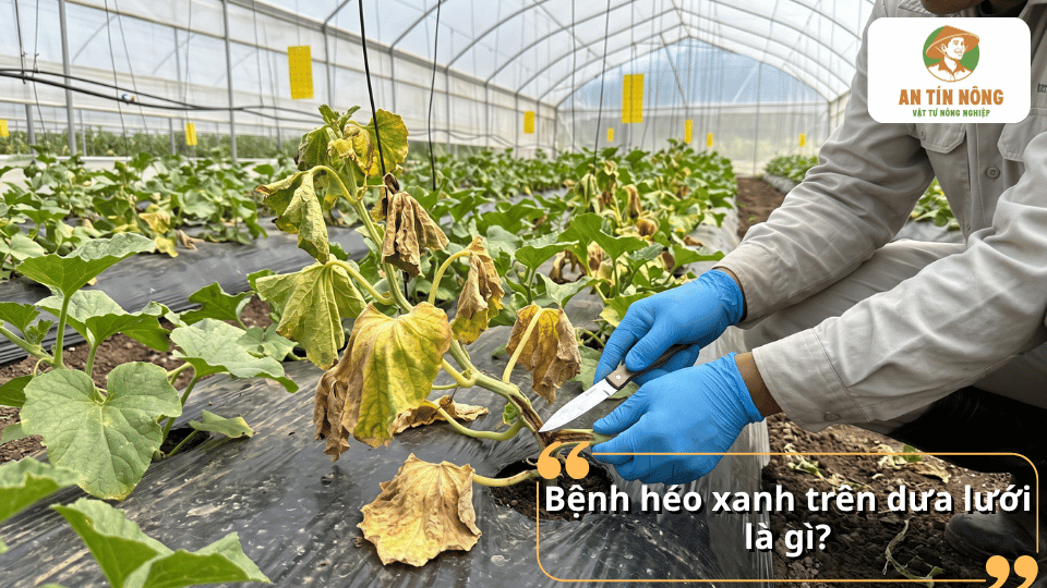 Cây dưa lưới bị bệnh héo xanh với lá vàng, héo rũ và thân cây suy yếu.