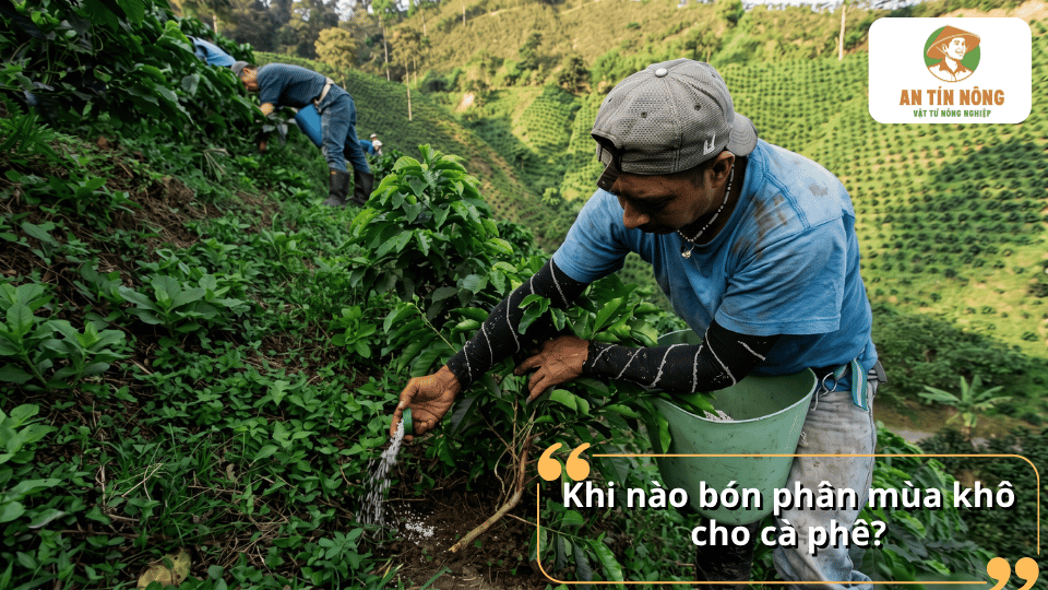 Nông dân bón phân mùa khô cho cây cà phê đúng thời điểm để cây phát triển khỏe mạnh.