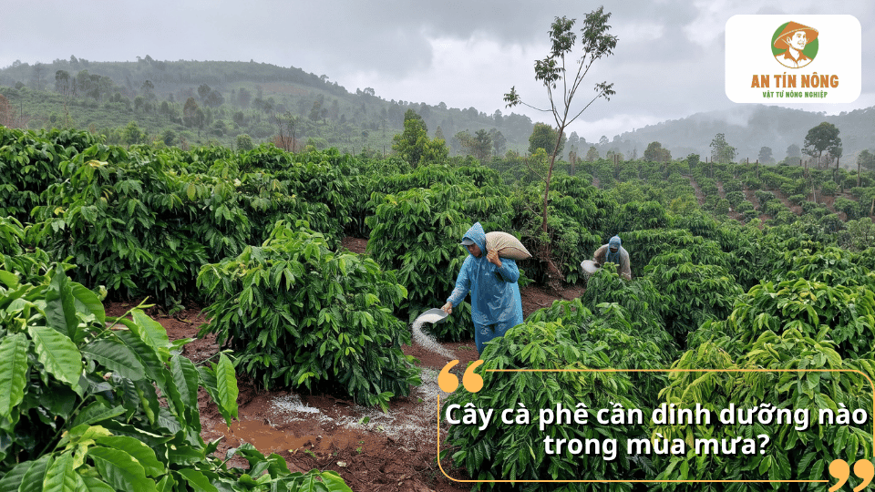 Cây cà phê trong mùa mưa cần được bổ sung đầy đủ đạm, lân, kali và trung vi lượng để nuôi trái và phát triển tán lá.