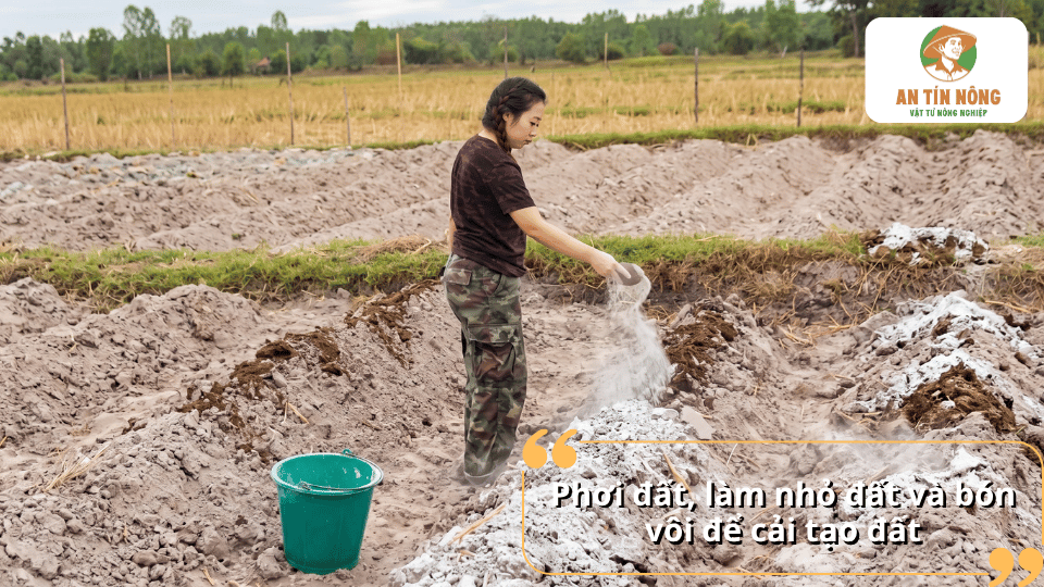 Phơi đất, làm nhỏ đất và bón vôi là những bước quan trọng giúp cải tạo đất trồng hiệu quả.