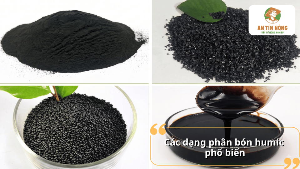 Các dạng phân bón Humic phổ biến gồm dạng bột, dạng hạt và dạng lỏng được sử dụng cho cây trồng.