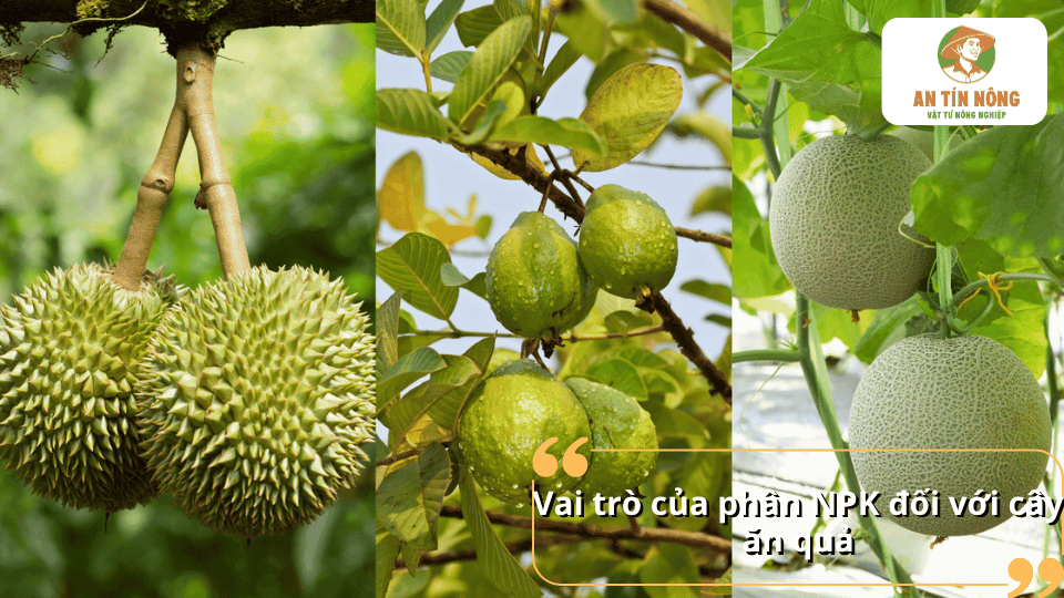 Vai trò của phân NPK đối với cây ăn quả thông qua các loại cây như sầu riêng, ổi và dưa lưới