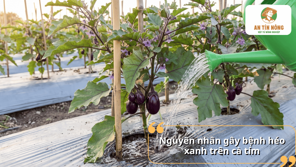 Tưới nước cho cây cà tím trong điều kiện dễ phát sinh bệnh héo xanh.