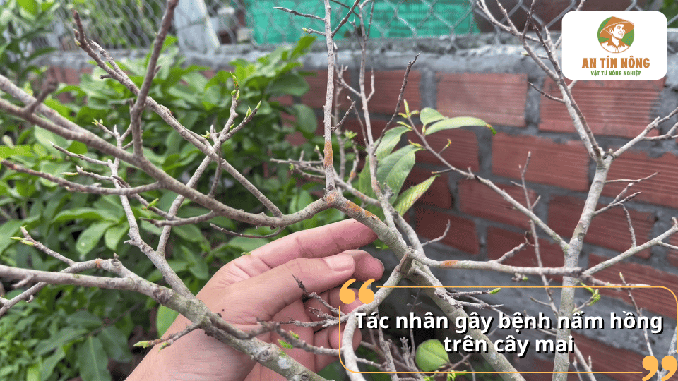 Cành mai xuất hiện các dấu hiệu bệnh nấm hồng cần xử lý sớm.