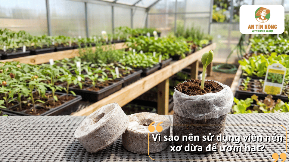 Lợi ích của viên nén xơ dừa giúp hạt nảy mầm nhanh và cây con phát triển đồng đều.