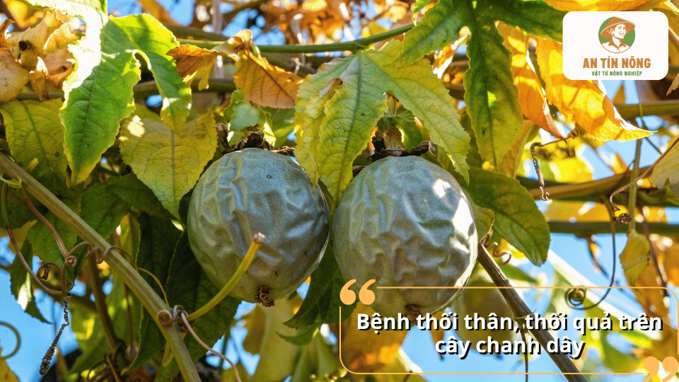 Bệnh thối thân, thối quả trên cây chanh dây gây ảnh hưởng đến sinh trưởng và năng suất
