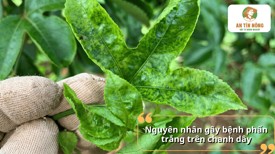 Lá chanh dây xuất hiện các mảng trắng và đốm bệnh do phấn trắng gây ra.