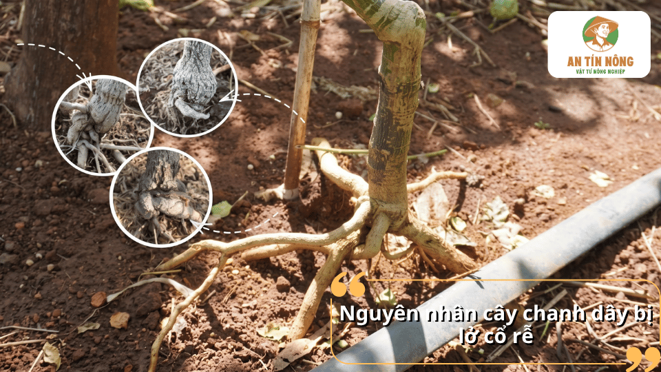 Cây chanh dây bị bệnh lở cổ rễ với phần rễ lộ trên mặt đất.