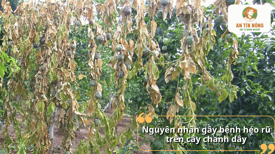 Cây chanh dây bị bệnh héo rũ với nhiều lá khô, chuyển màu nâu và cành cây có dấu hiệu chết dần.
