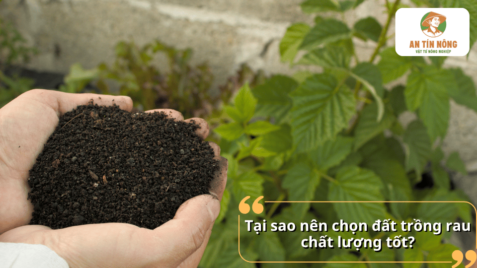 Tại sao nên chọn đất trồng rau chất lượng tốt để giúp cây phát triển khỏe mạnh?