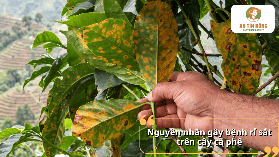 Nguyên nhân gây bệnh rỉ sắt trên cây cà phê do nấm và điều kiện thời tiết thuận lợi.
