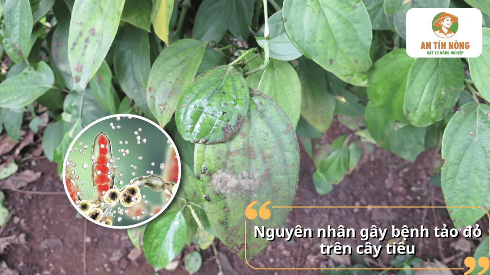 Nguyên nhân gây bệnh tảo đỏ trên cây tiêu do nấm và điều kiện môi trường.