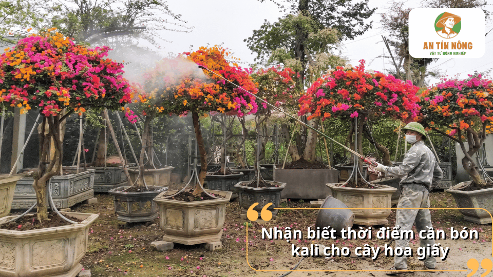 Nhận biết thời điểm cần bón kali cho cây hoa giấy để đạt hiệu quả tốt nhất.