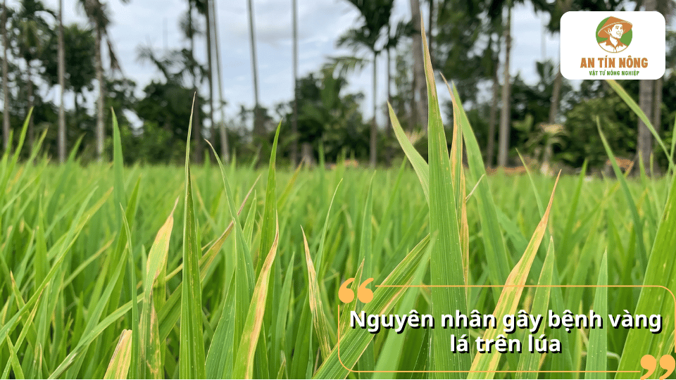 Ruộng lúa xuất hiện nhiều lá vàng, minh họa tình trạng bệnh vàng lá gây hại trên cây lúa.