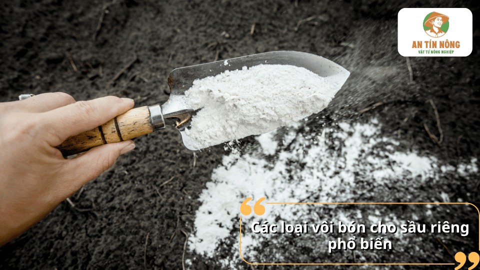Các loại vôi bón cho sầu riêng phổ biến gồm vôi nông nghiệp được sử dụng để cải tạo đất và điều chỉnh độ pH.