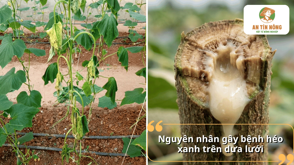 Nguyên nhân gây bệnh héo xanh trên dưa lưới liên quan đến tác nhân gây bệnh ở thân và rễ cây.