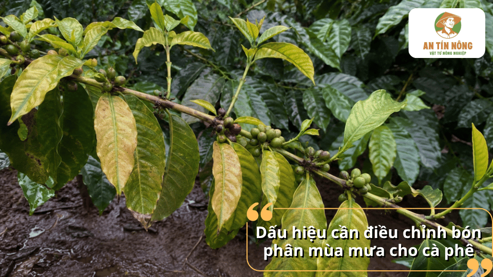 Lá cà phê vàng, sinh trưởng kém là dấu hiệu cần điều chỉnh chế độ bón phân mùa mưa phù hợp với nhu cầu dinh dưỡng.