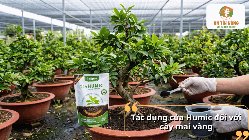 Tác dụng của Humic đối với cây mai vàng giúp cải thiện đất, kích thích rễ và tăng khả năng hấp thu dinh dưỡng.