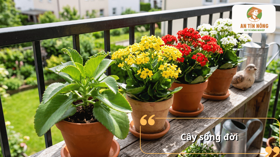 Cây sống đời trồng chậu với nhiều cụm hoa vàng, đỏ và trắng nổi bật trên ban công.