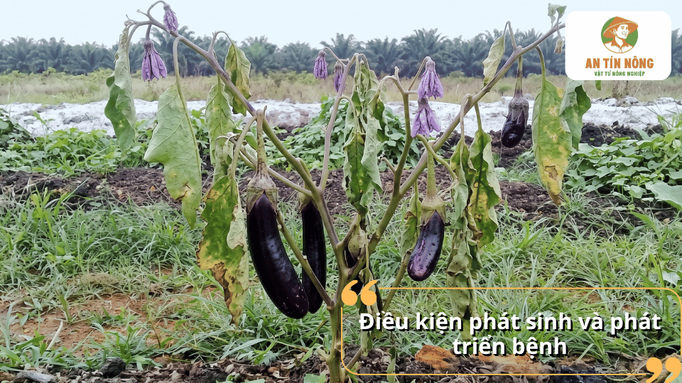 Cây cà tím bị héo rũ, biểu hiện điển hình của bệnh héo xanh.