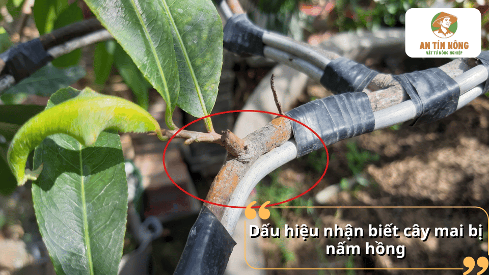 Vết bệnh nấm hồng gây tổn thương trên cành cây mai.