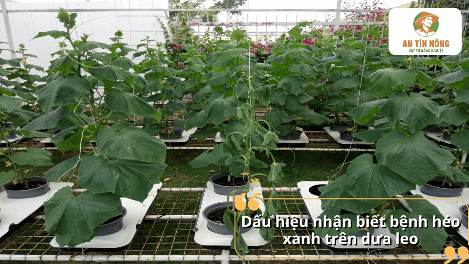 Dấu hiệu nhận biết bệnh héo xanh trên dưa leo trong nhà màng.