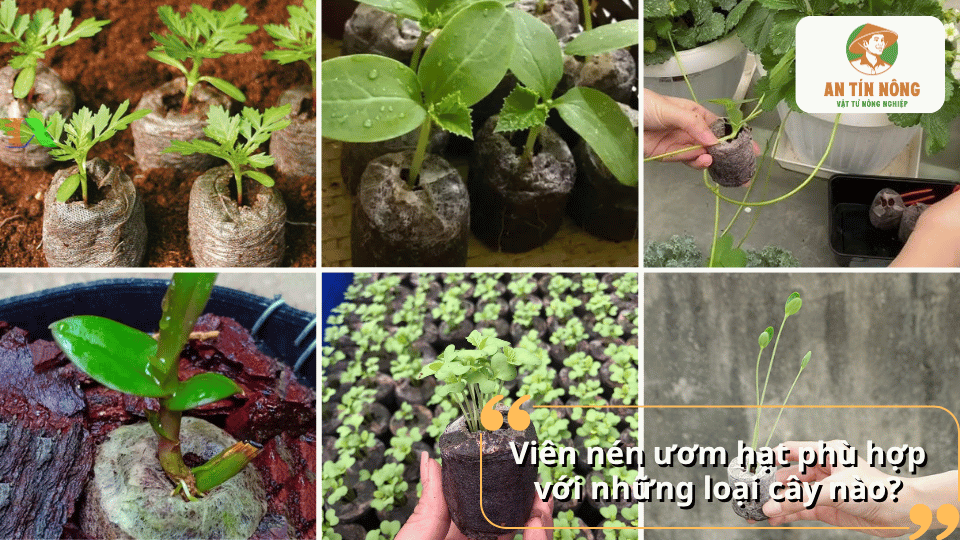Viên nén ươm hạt phù hợp để ươm rau, dâu tây, hoa lan và nhiều loại cây giống khác.