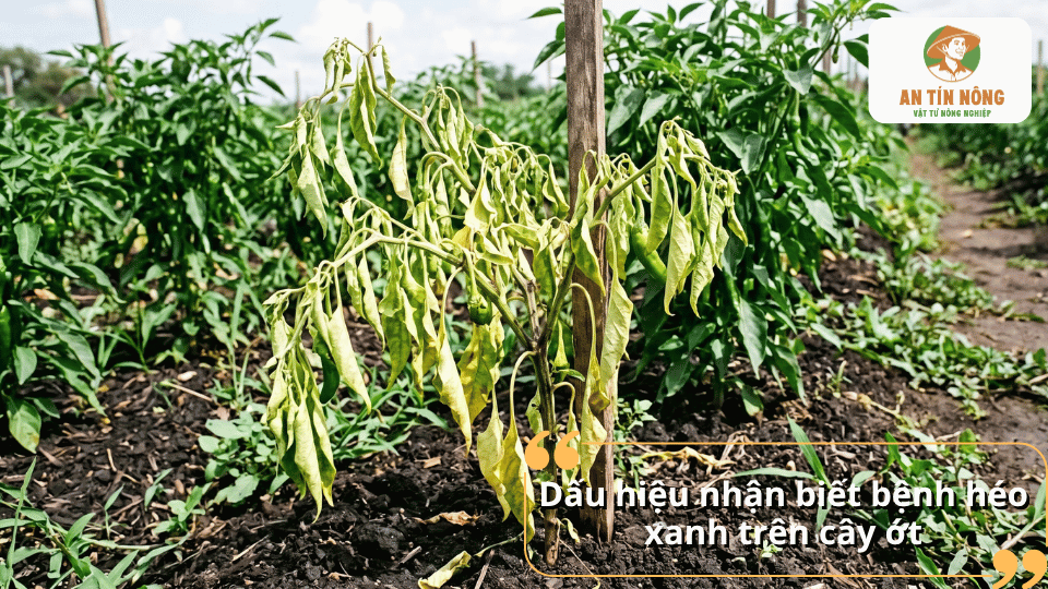 Dấu hiệu bệnh héo xanh trên cây ớt với lá rũ xuống, vàng úa và cây sinh trưởng kém.