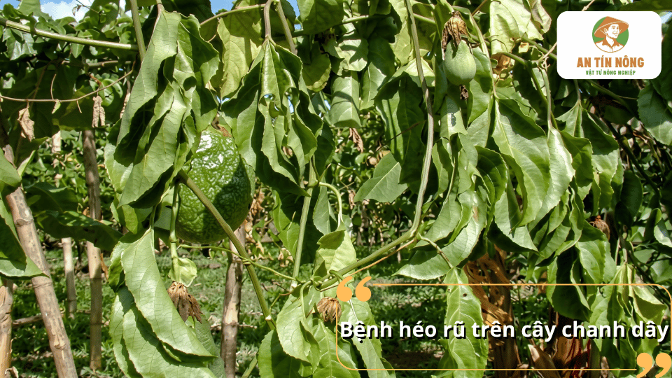Bệnh héo rũ trên cây chanh dây khiến lá héo, rũ xuống và cây sinh trưởng kém
