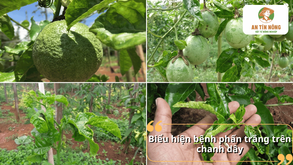 Các biểu hiện bệnh phấn trắng trên chanh dây ở lá, thân và quả trong vườn.