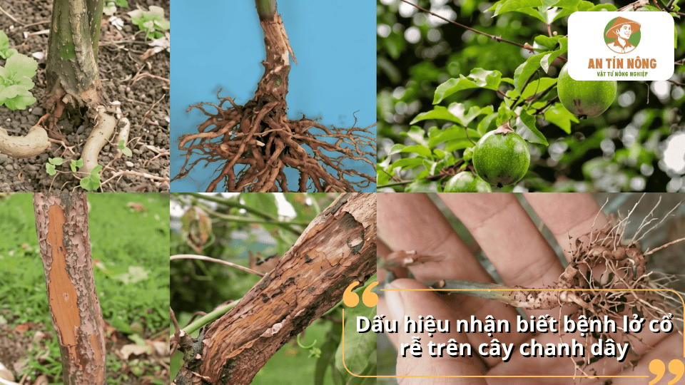 Các dấu hiệu nhận biết bệnh lở cổ rễ trên cây chanh dây qua thân và rễ.