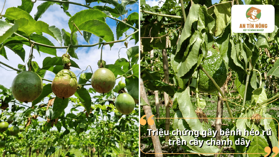 So sánh chanh dây khỏe mạnh và cây có lá héo rũ, cho thấy triệu chứng điển hình của bệnh héo rũ.