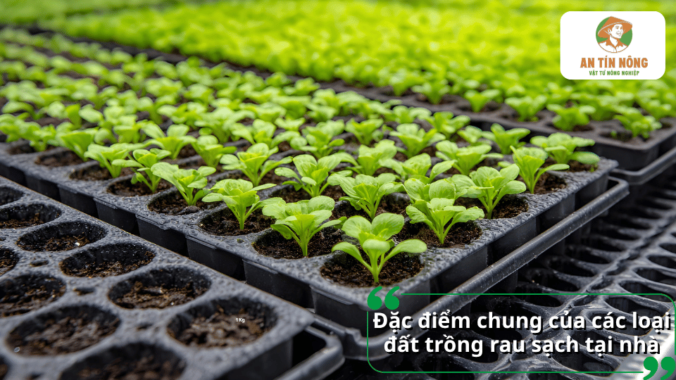 Đặc điểm chung của các loại đất trồng rau sạch tại nhà, tơi xốp và giàu dinh dưỡng.