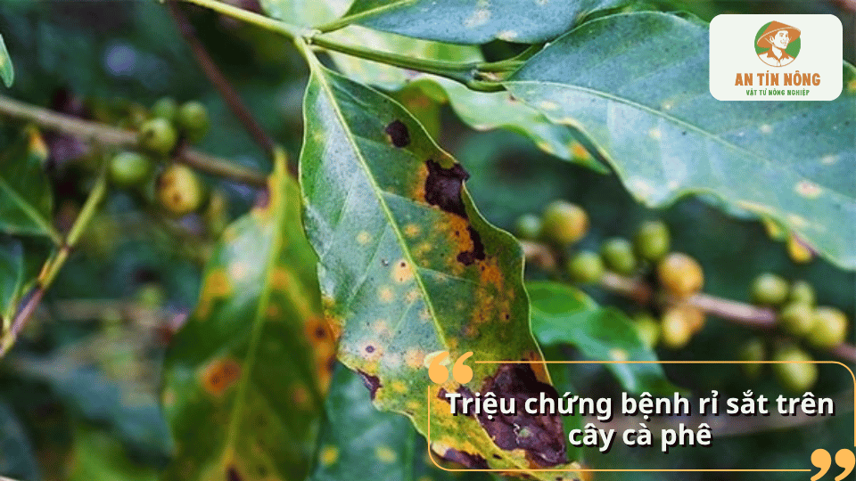 Triệu chứng bệnh rỉ sắt trên cây cà phê làm lá xuất hiện đốm vàng và rụng sớm.