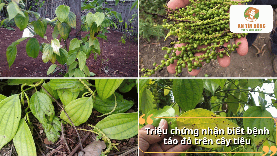 Triệu chứng nhận biết bệnh tảo đỏ trên lá và chùm quả cây tiêu.