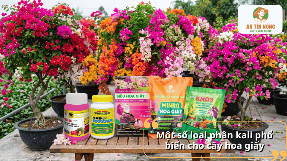 Một số loại phân kali phổ biến giúp hoa giấy ra nhiều hoa và lên màu đẹp.