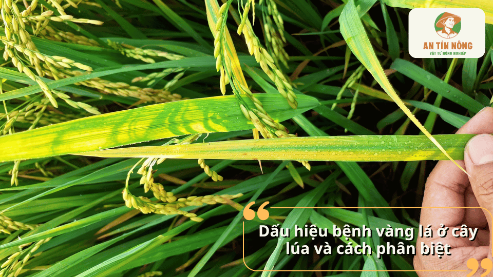 Cận cảnh lá lúa bị vàng xen kẽ các vùng xanh, minh họa dấu hiệu bệnh vàng lá và cách phân biệt trên lúa.