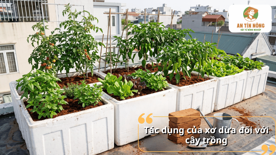 Tác dụng của xơ dừa đối với cây trồng là tạo giá thể tơi xốp, giữ ẩm tốt và hỗ trợ rễ cây phát triển.