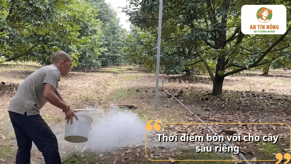 Thời điểm bón vôi cho cây sầu riêng phù hợp giúp cải tạo đất và hỗ trợ cây sinh trưởng trong từng giai đoạn.