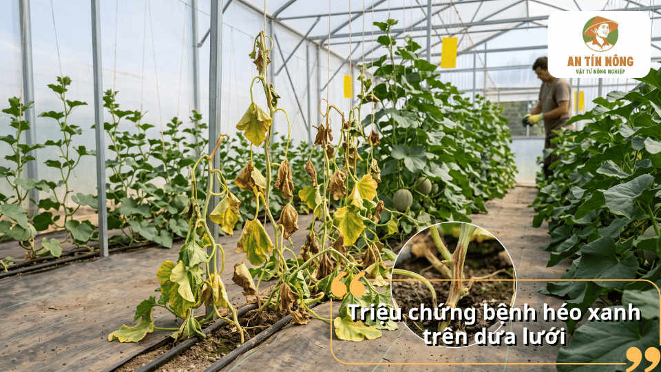 Triệu chứng bệnh héo xanh trên dưa lưới với cây héo rũ, lá vàng và thân lá mất sức.