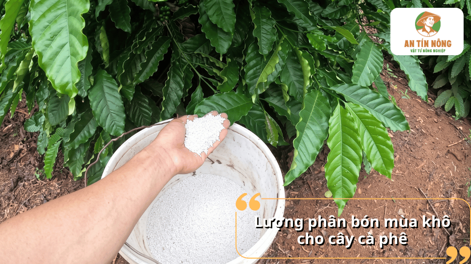Lượng phân bón mùa khô cho cây cà phê theo từng giai đoạn sinh trưởng.