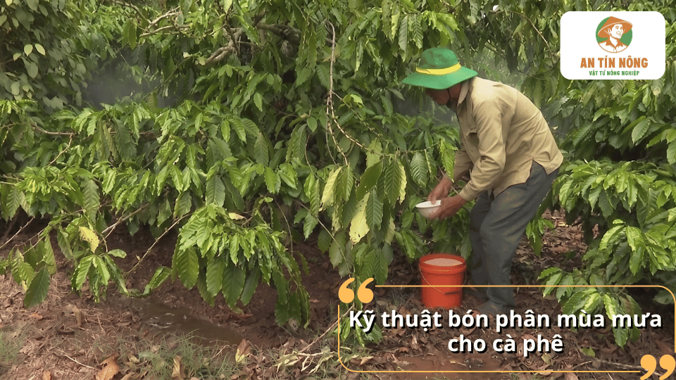 Kỹ thuật bón phân mùa mưa cho cây cà phê đúng cách giúp tăng khả năng hấp thu dinh dưỡng