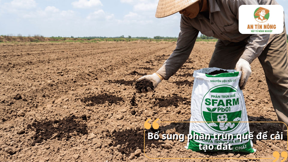 Bổ sung phân trùn quế vào đất giúp cải thiện độ tơi xốp và tăng nguồn dinh dưỡng hữu cơ cho cây.